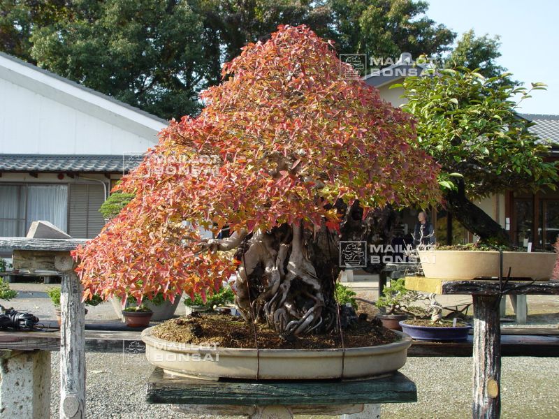 le-jardin-de-me-murakawa-kiyoshi