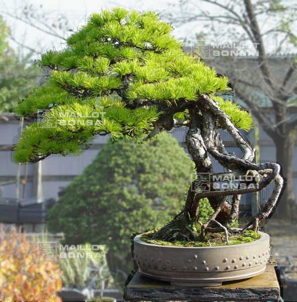 le-jardin-de-me-murakawa-kiyoshi