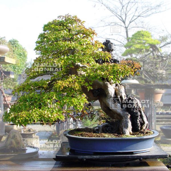 le-jardin-de-me-murakawa-kiyoshi