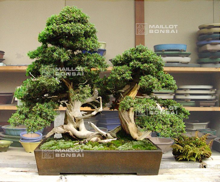 le-jardin-de-me-murakawa-kiyoshi