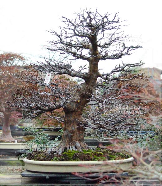le-jardin-de-me-murakawa-kiyoshi