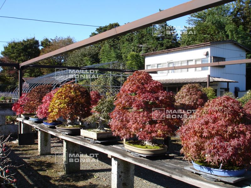 le-jardin-de-me-murakawa-kiyoshi