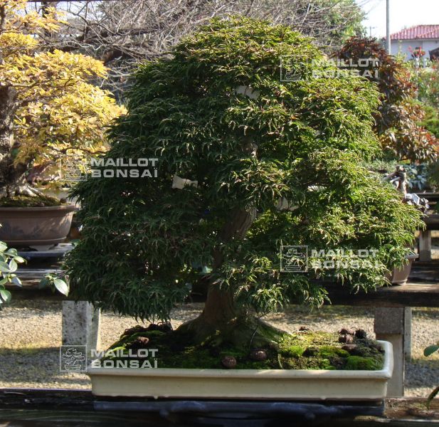 le-jardin-de-me-murakawa-kiyoshi