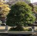 inside-kiyoshi-murakawa-s-bonsai-nursery