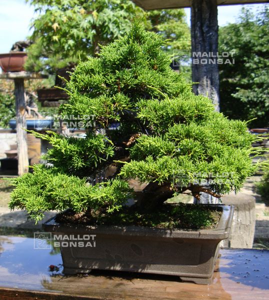 le-jardin-de-me-murakawa-kiyoshi