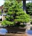 inside-kiyoshi-murakawa-s-bonsai-nursery