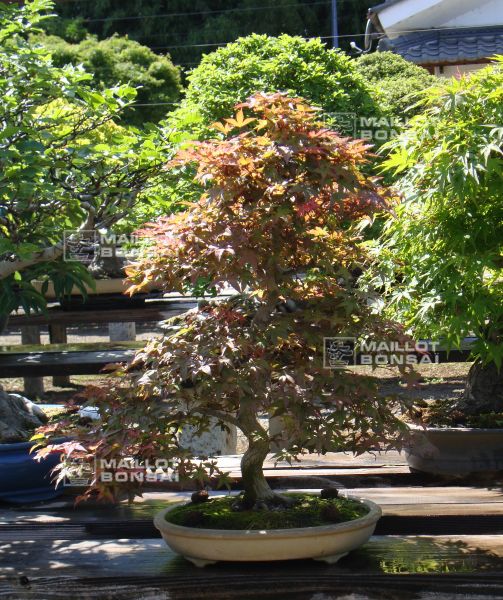 le-jardin-de-me-murakawa-kiyoshi