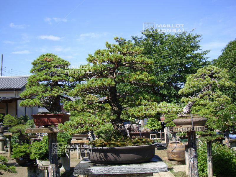 le-jardin-de-me-murakawa-kiyoshi