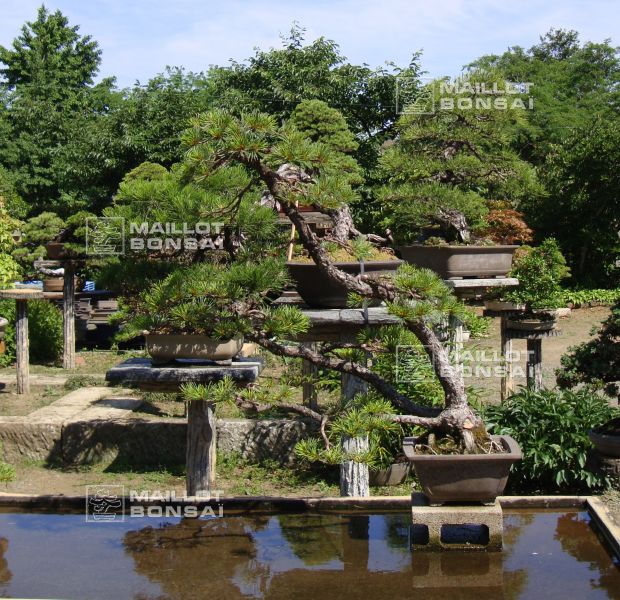 le-jardin-de-me-murakawa-kiyoshi