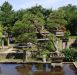 inside-kiyoshi-murakawa-s-bonsai-nursery