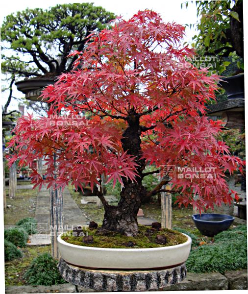 le-jardin-de-me-murakawa-kiyoshi