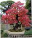 inside-kiyoshi-murakawa-s-bonsai-nursery