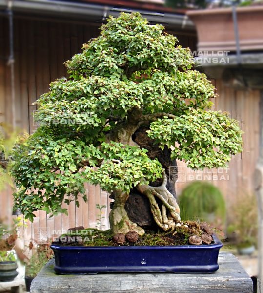 le-fabuleux-jardin-de-maitre-imai-chiaru