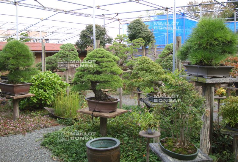 le-fabuleux-jardin-de-maitre-imai-chiaru