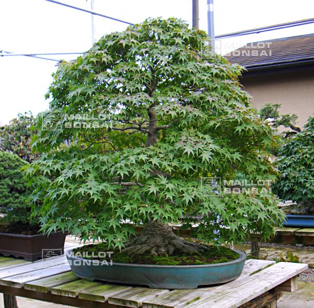 le-fabuleux-jardin-de-maitre-imai-chiaru