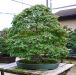 chiharu-imai-s-fabulous-bonsai-garden