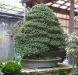 chiharu-imai-s-fabulous-bonsai-garden