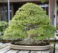 chiharu-imai-s-fabulous-bonsai-garden