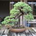 chiharu-imai-s-fabulous-bonsai-garden