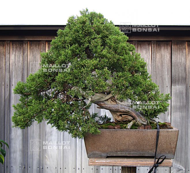 le-fabuleux-jardin-de-maitre-imai-chiaru
