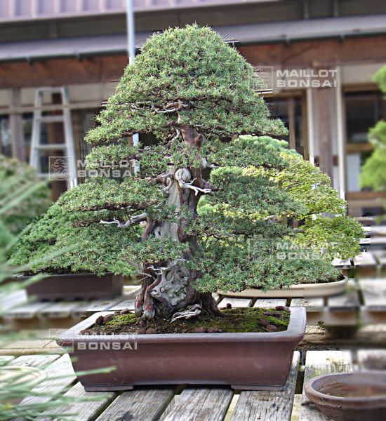 le-fabuleux-jardin-de-maitre-imai-chiaru
