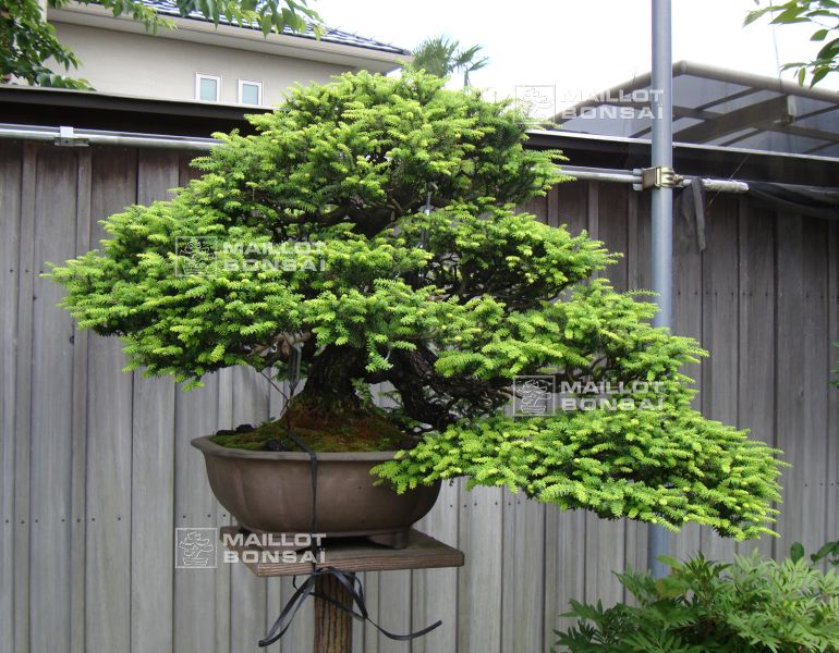 le-fabuleux-jardin-de-maitre-imai-chiaru