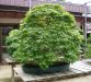 chiharu-imai-s-fabulous-bonsai-garden