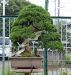 chiharu-imai-s-fabulous-bonsai-garden