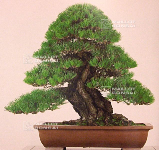 les-travaux-de-maitre-ken-fujiwara