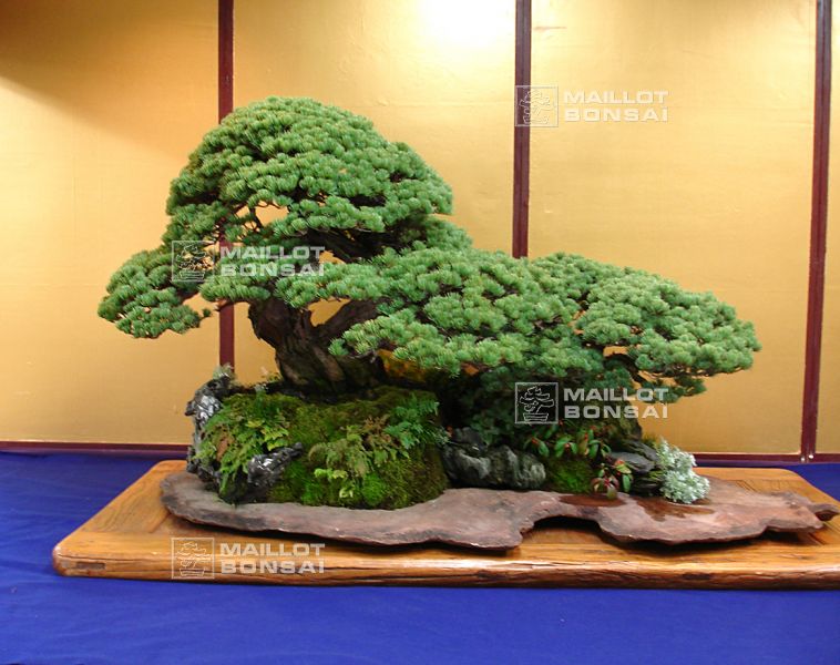 le-monde-fabuleux-de-maitre-saburo-katoh