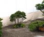 the-world-of-master-saburo-katoh-and-his-forest-bonsai-masterpieces