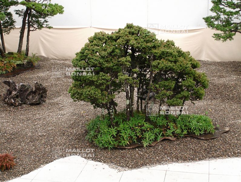 le-monde-fabuleux-de-maitre-saburo-katoh