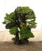 the-world-of-master-saburo-katoh-and-his-forest-bonsai-masterpieces