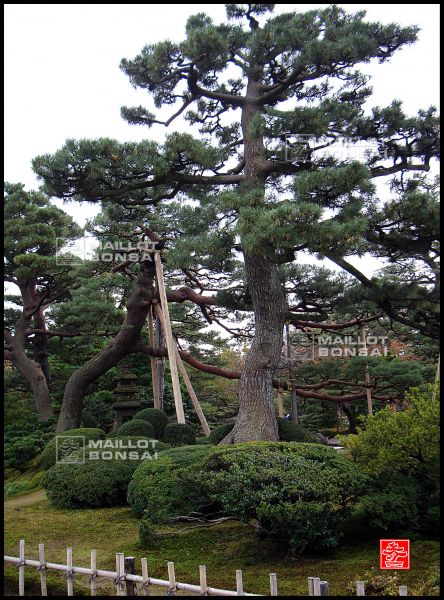 le-jardin-kenroku-en-a-kanazawa