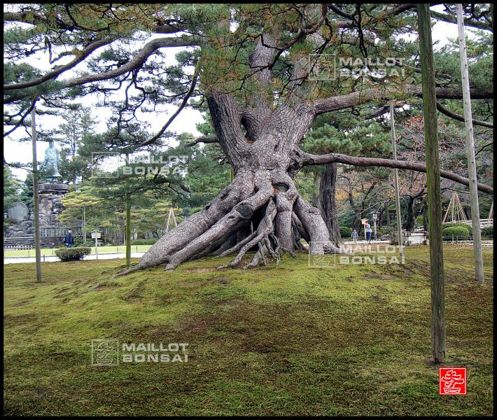 le-jardin-kenroku-en-a-kanazawa