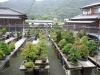 Tomoya Nishikawa bonsi garden.