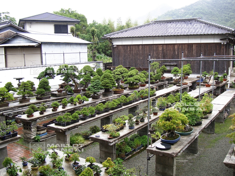 le-jardin-de-me-tomoya-nishikawa