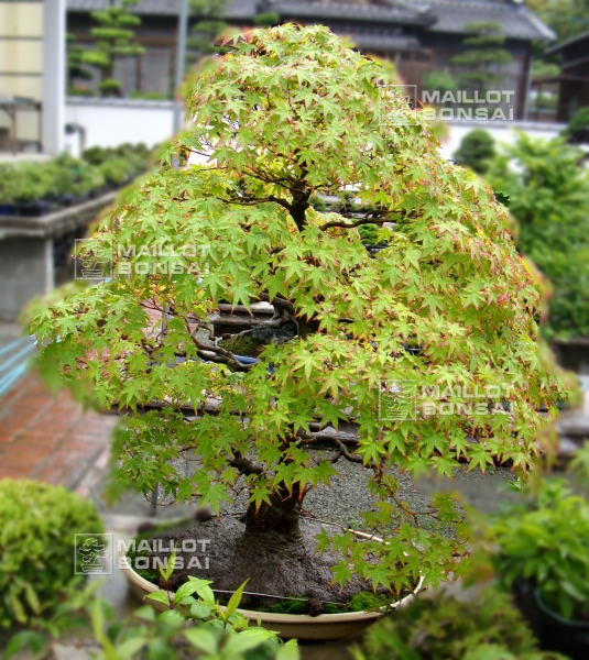 le-jardin-de-me-tomoya-nishikawa