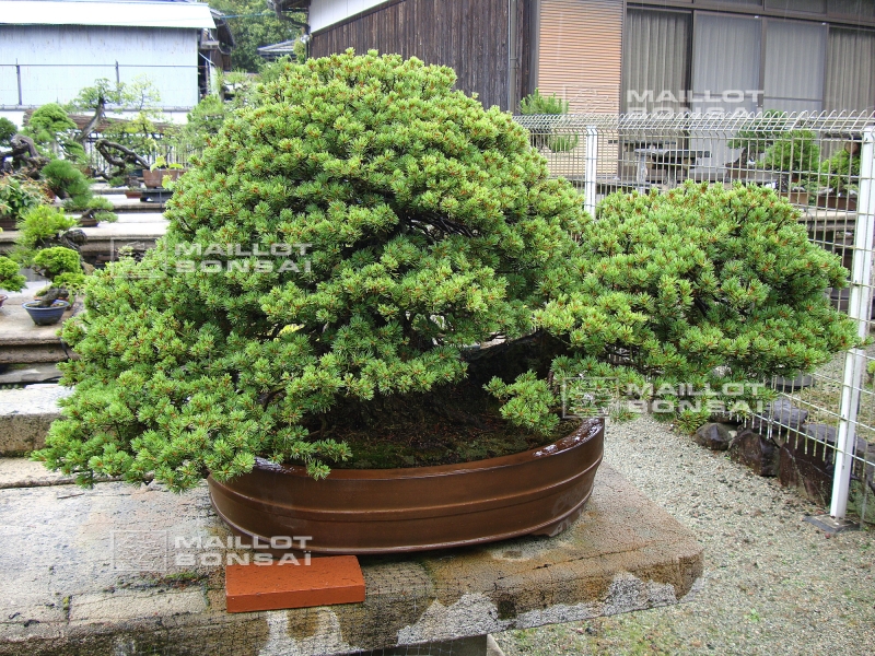 le-jardin-de-me-tomoya-nishikawa
