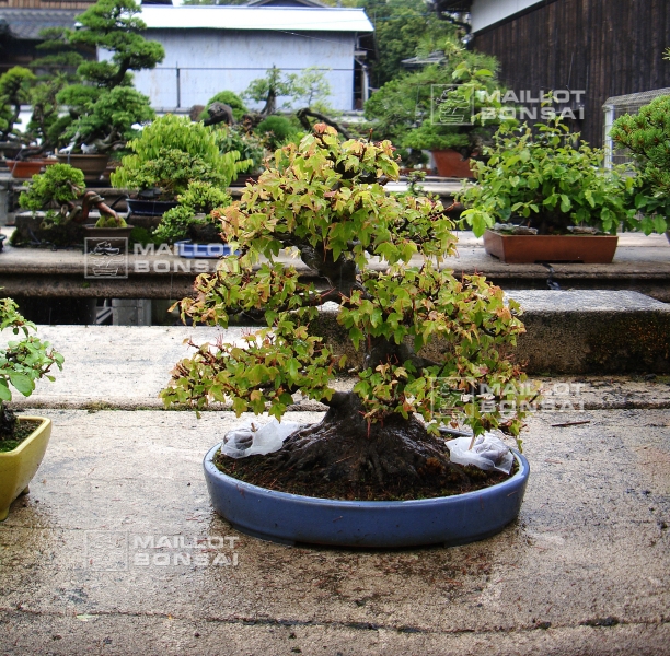 le-jardin-de-me-tomoya-nishikawa