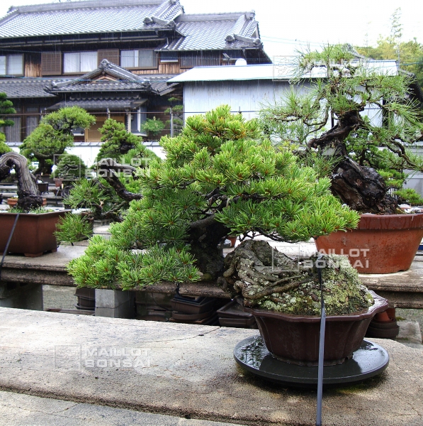 le-jardin-de-me-tomoya-nishikawa