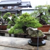 le-jardin-de-maitre-tomoya-nishikawa