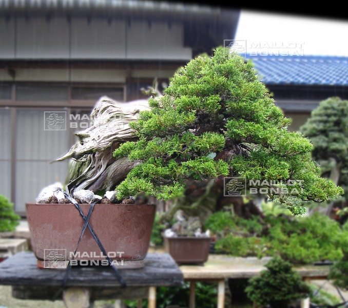le-jardin-de-me-tomoya-nishikawa