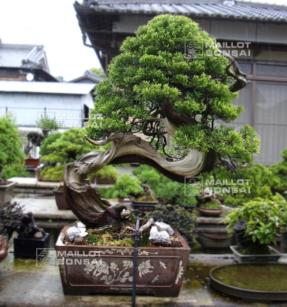 le-jardin-de-me-tomoya-nishikawa