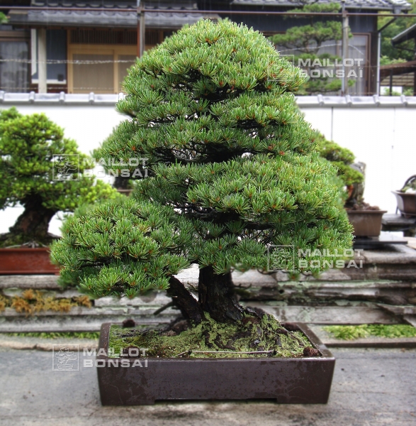 le-jardin-de-me-tomoya-nishikawa
