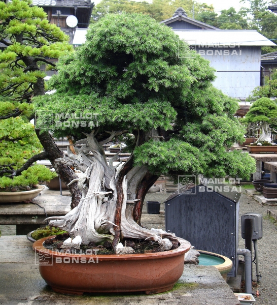 le-jardin-de-me-tomoya-nishikawa