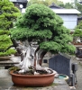 tomoya-nishikawa-bonsi-garden