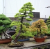 tomoya-nishikawa-bonsai-garden