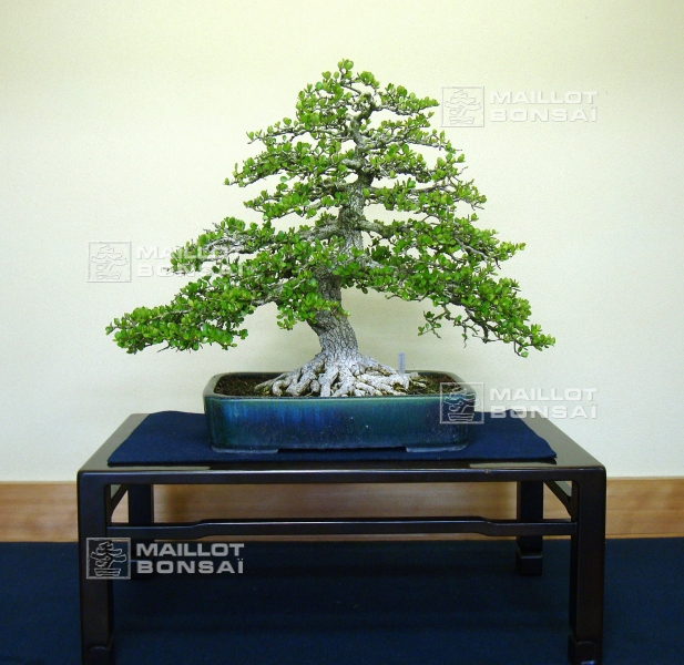 le-jardin-de-me-tomoya-nishikawa