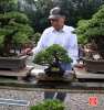 Une vie dédiée aux bonsaï avec Maitre Hino.